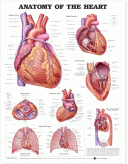 Heart Anatomy Poster