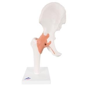 Hip Joint Functional Ligaments, Femur, Hip Bone Deluxe