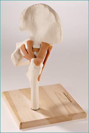 Hip Joint Functional Ligaments, Femur, Hip Bone
