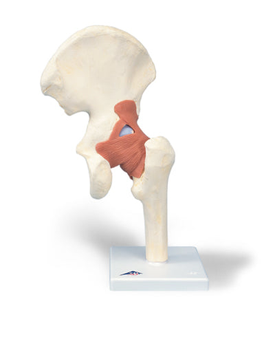 Hip Joint Functional Ligaments, Femur, Hip Bone Deluxe