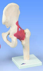 Hip Joint Functional Ligaments, Femur, Hip Bone Deluxe