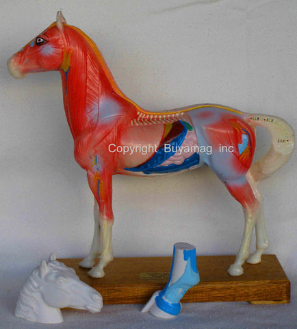 Horse Acupuncture Muscle Internal Tissue Structure Model