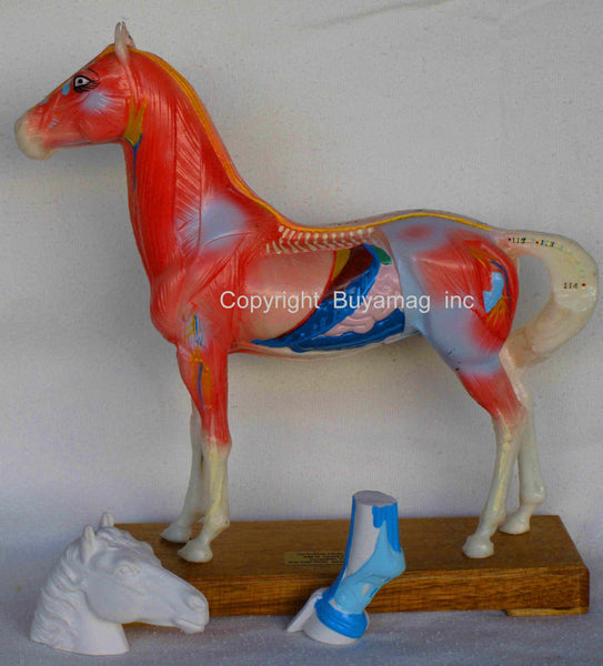 horse acupuncture poins