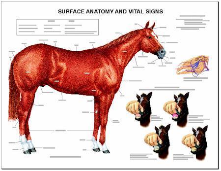 Horse Surface Anatomy & Vital Signs