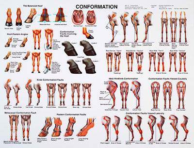 horse conformation chart poster