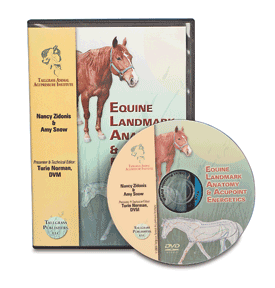 Horse Acupoint DVD - Landmark & Acupoint Energetics For Horses