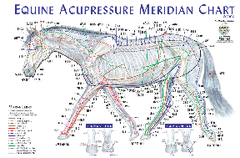 Horse Acupressure Chart