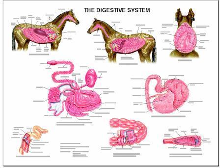 Horse Digestive System Anatomy & Stomach Structure