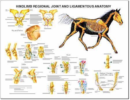 Horse Forelimb Joint Ligament Wall Chart