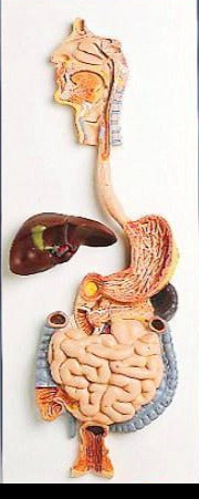 human digestive system model