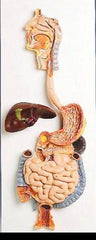 human digestive system model