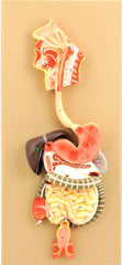 Digestive System Human Model