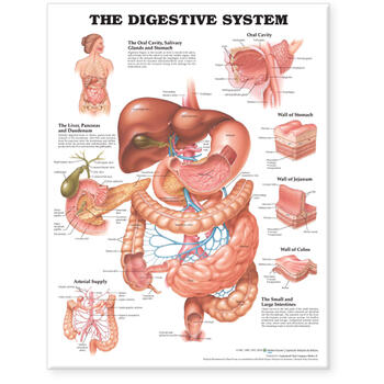 Human digestive system poster wall chart