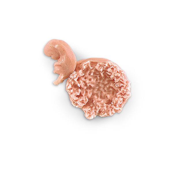Human Fetus Model