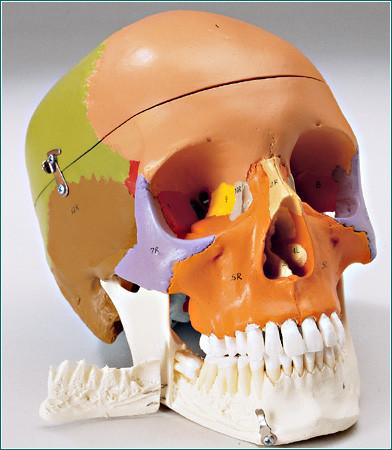 skull  Anatomical Model