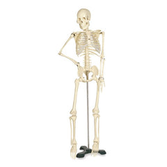 skeleton model