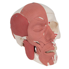 TMJ skull disorder demonstration