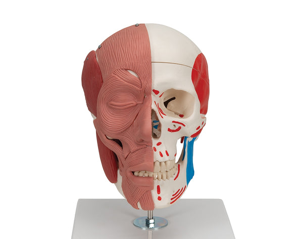 TMJ disfunction skull 