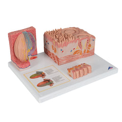 human tongue model