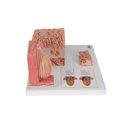 human tongue anatomy model