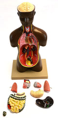 Human Torso Anatomical Model With Organs Dissected In 8 Body Parts Educational