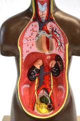 Human Torso Anatomical Model With Organs Dissected In 8 Body Parts Educational