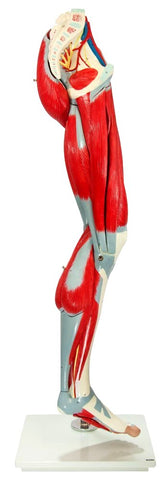 Premium Life-Size Human Leg Musculature Leg Hip Knee Ankle Muscular Tendons  13 Parts