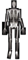 human bone skeleton x-ray royclo images