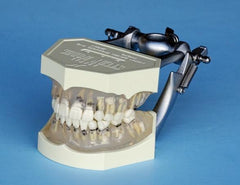child pedodontic hygiene model