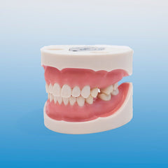 implant dental training model