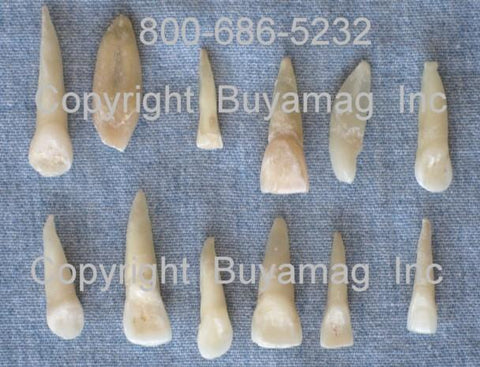 real human teeth incisors