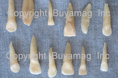 real human molar teeth