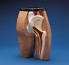 Intramuscular Subcutaneous Injection, Femoral Line Placement  Hip Simulator SOLD OUT DISCONTINUED