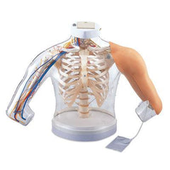 Intramuscular Injection Upper Arm Muscles Simulator Deluxe