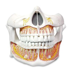 Upper & Lower Jaw With Permanent Teeth Model