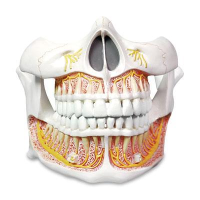 Upper & Lower Jaw With Permanent Teeth Model