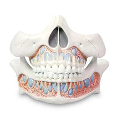 Deciduous Teeth Model