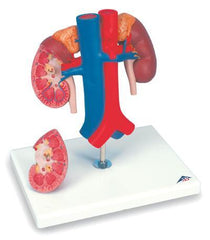 Kidney With Vessels 2 Part