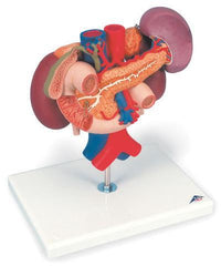 Kidney With Rear Organs Of Upper Abdomen 3 Part