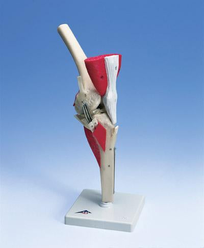 Knee Joint Muscled Model Deluxe