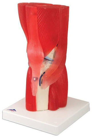Knee Muscle Joint Model Academy 12 Parts