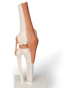 Knee Joint Functional Model