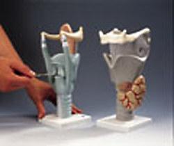 Larynx Model Classic