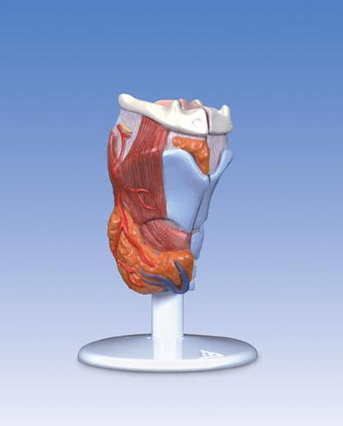 Larynx Model 2 Part