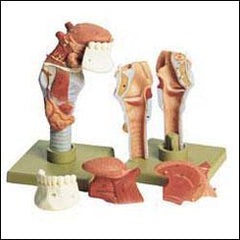 Larynx model