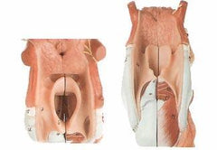 Larynx model