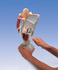 Larynx model 