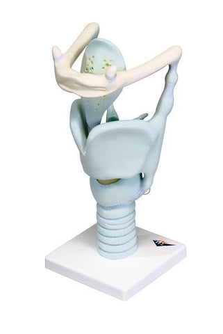 Larynx model