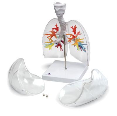 larynx bronchial tree lungs model