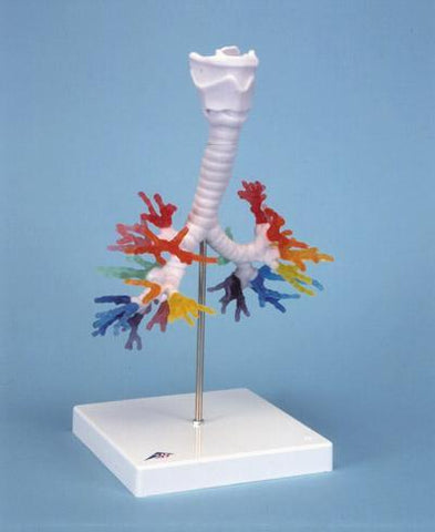  Larynx bronchi tree lungs Model